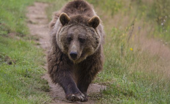 רומניה ושלושת הדובים: טיול חופשי בשכונה • צפו