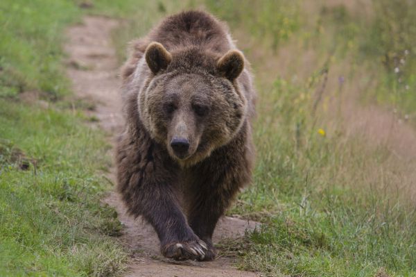 רומניה ושלושת הדובים: טיול חופשי בשכונה • צפו