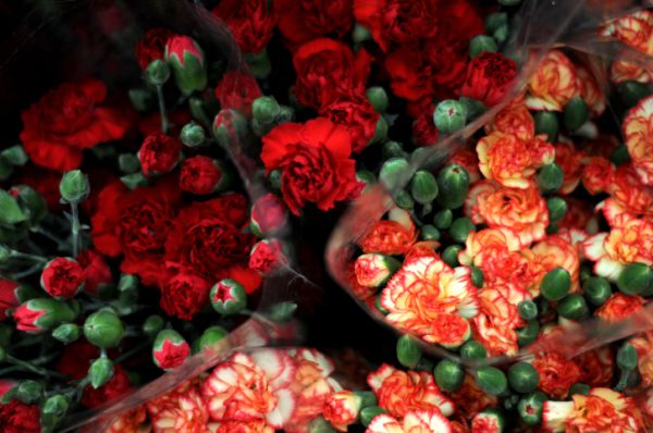 מי שלח לחברי הכנסת "פרחים מהקבר"?