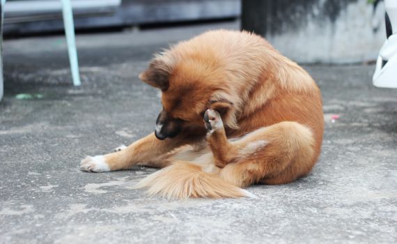 יש לכם כלב – זהירות! אסור להוציא קרציות בשבת