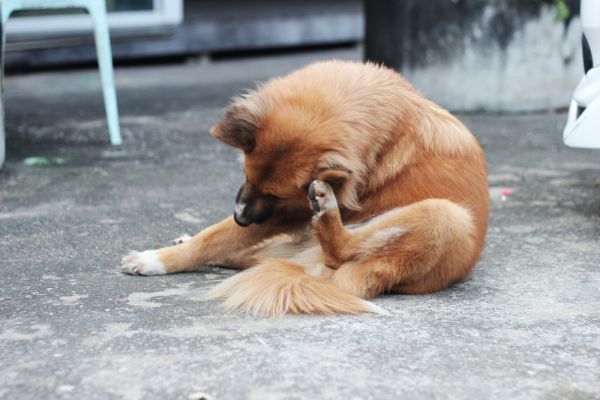 יש לכם כלב – זהירות! אסור להוציא קרציות בשבת