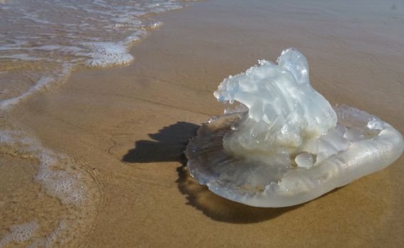 נמצאו המחליפים למדוזות? זה המטרד החדש בחופים