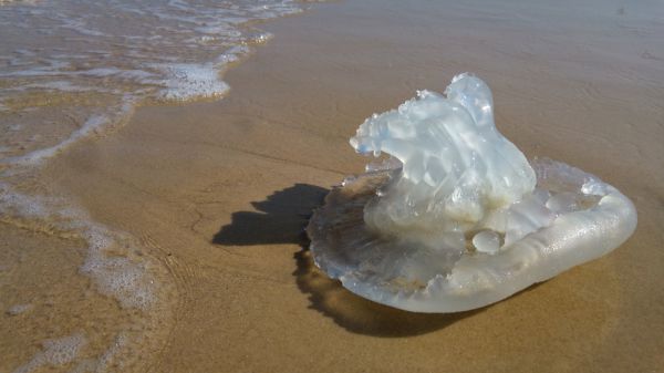נמצאו המחליפים למדוזות? זה המטרד החדש בחופים