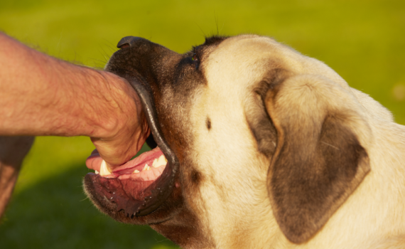 הנשק החדש? נער גבעות שלח את כלבו על קצין מג"ב שפונה לביה"ח