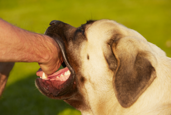 הנשק החדש? נער גבעות שלח את כלבו על קצין מג"ב שפונה לביה"ח
