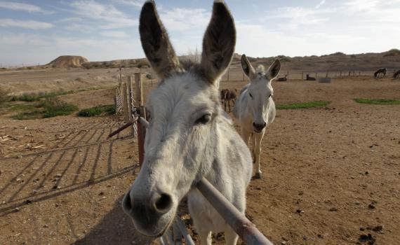 אולי הגיע הזמן להפסיק להתנהג כמו חמור?