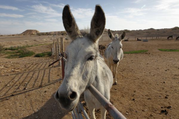 אולי הגיע הזמן להפסיק להתנהג כמו חמור?
