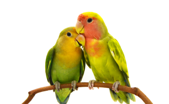 בחנו את עצמכם • איזה מין זוג אתם: עורבים או יונים?