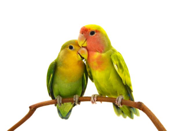 בחנו את עצמכם • איזה מין זוג אתם: עורבים או יונים?