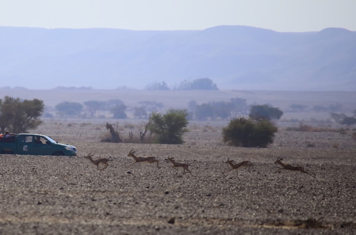 חדשות טובות מהנגב: אוכלוסיית צבי הנגב יציבה