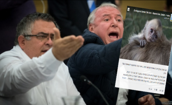 הזוי? הספארי יצא להגנת הקופים שהושוו לח"כים