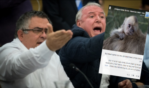 הזוי? הספארי יצא להגנת הקופים שהושוו לח"כים