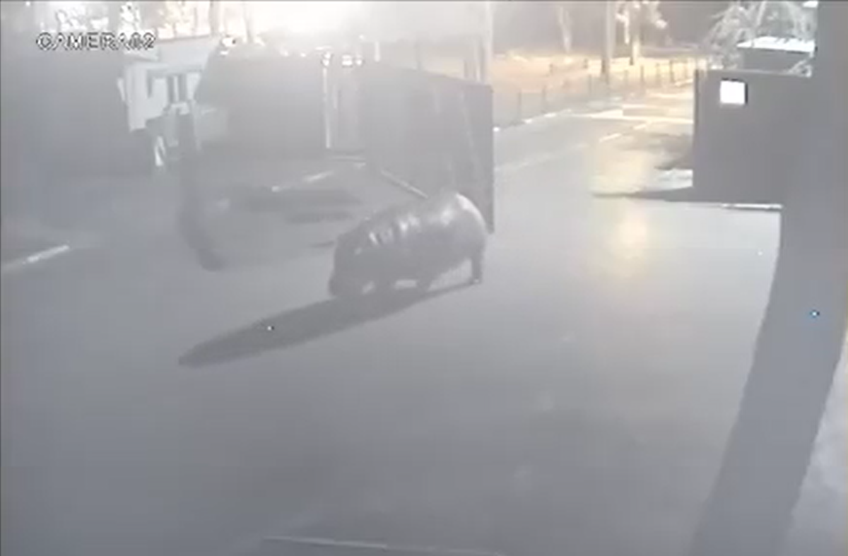 הלוך ושוב: היפופוטם ברח מהספארי- והתחרט