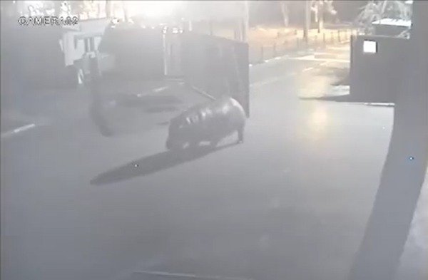 הלוך ושוב: היפופוטם ברח מהספארי- והתחרט