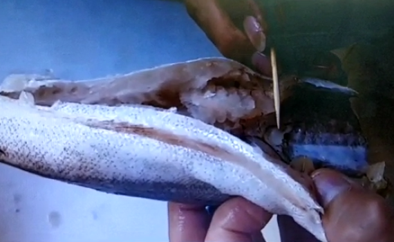 צפו: למה לא כדאי לכם לאכול את הדג הזה?