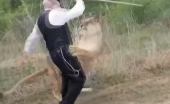 יהודה משי זהב הותקף ע"י לביאה ופונה לביה"ח. צפו