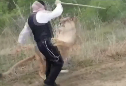 יהודה משי זהב הותקף ע"י לביאה ופונה לביה"ח. צפו