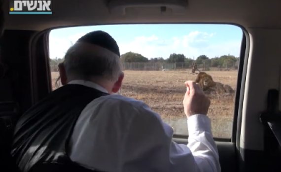 צפו:אחרי שהותקף; משי זהב ממשיך להתגרות באריות