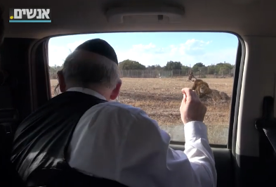 צפו:אחרי שהותקף; משי זהב ממשיך להתגרות באריות