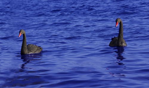 אחת ולתמיד: מה עדיף – בני זוג שהם דומים או הפכים?