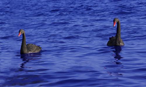 אחת ולתמיד: מה עדיף – בני זוג שהם דומים או הפכים?