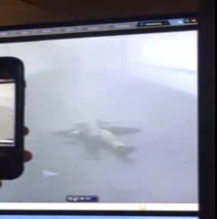 צפו: מחבל שנשא על גופו מטען מתפוצץ בניו יורק