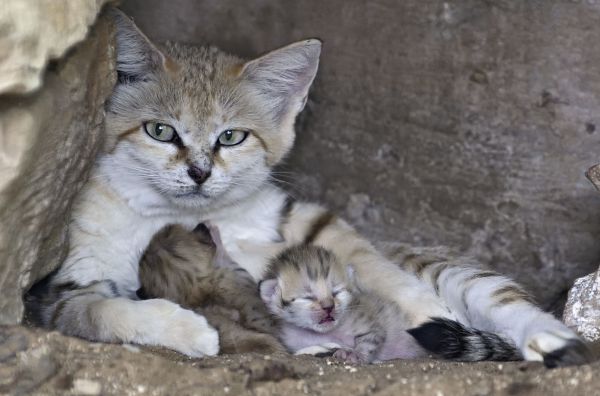 שו"ת: מה זה אומר ללמוד צניעות מחתול?