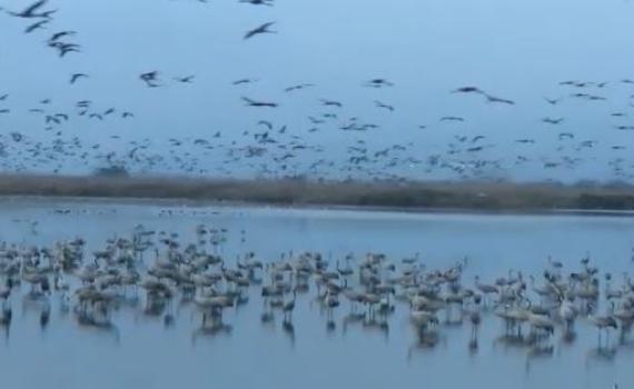 מרהיב: אגמון החולה שובר שיא חדש