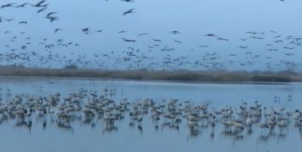 מרהיב: אגמון החולה שובר שיא חדש