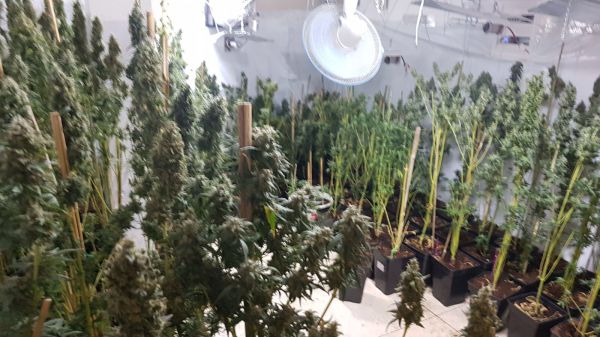 עשרות ק"ג של סמים נמצאו ביישוב בבנימין