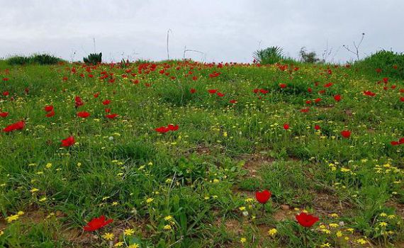 סוף שבוע קיצי במיוחד; ומתי הגשם חוזר?התחזית המלאה