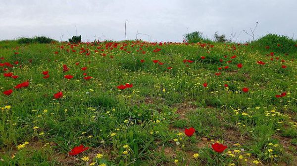 סוף שבוע קיצי במיוחד; ומתי הגשם חוזר?התחזית המלאה