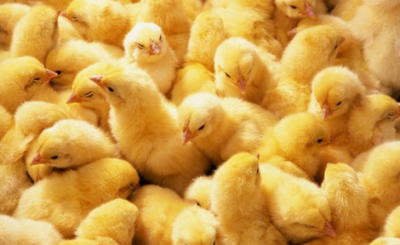 אפרוחים וראש חזיר: 'חגיגת' פורים מזעזעת בבית הספר