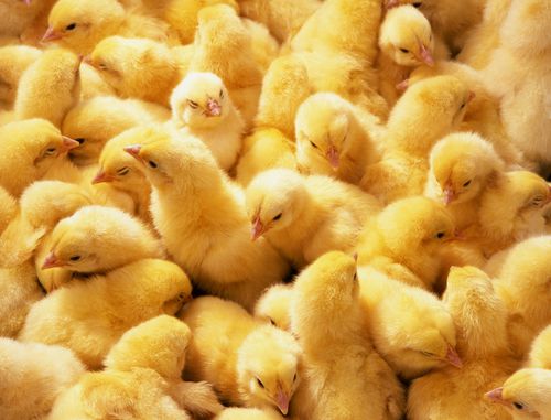 אפרוחים וראש חזיר: 'חגיגת' פורים מזעזעת בבית הספר