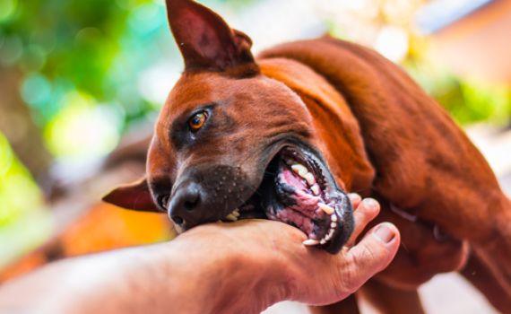 זוועה באופקים • 10 כלבים תקפו ילדה: איבדה הרבה דם