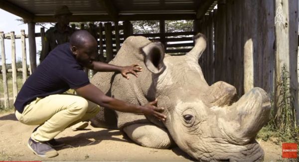 זן נכחד: הקרנף היחיד מסוגו בעולם הומת