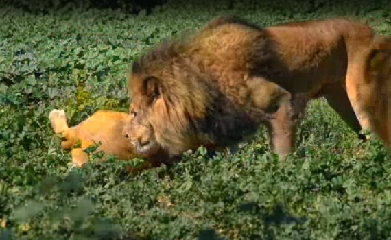 מרהיב: כך האריות אוהבים את הקפה שלהם. צפו