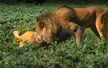 מרהיב: כך האריות אוהבים את הקפה שלהם. צפו