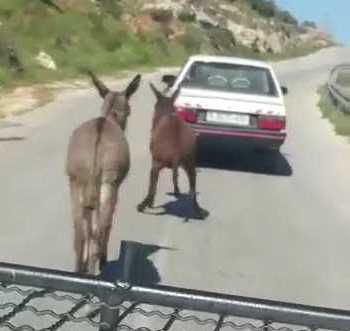 ערבי התעלל בחמור וגרר אותו בכביש מהיר. צפו