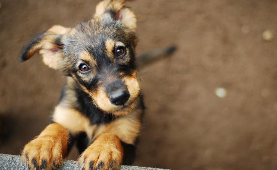 מנחשים? זה השם הנפוץ ביותר לכלב הישראלי