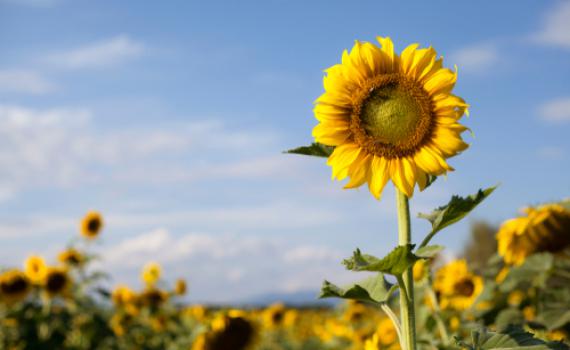 להתעורר מתרדמת החורף ולצאת ללבלוב בטבע