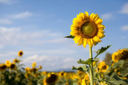 להתעורר מתרדמת החורף ולצאת ללבלוב בטבע