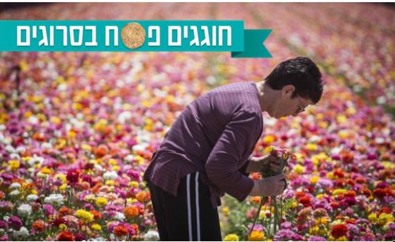 צאו לחגוג: המקומות ששווה לבקר בהם בחול המועד