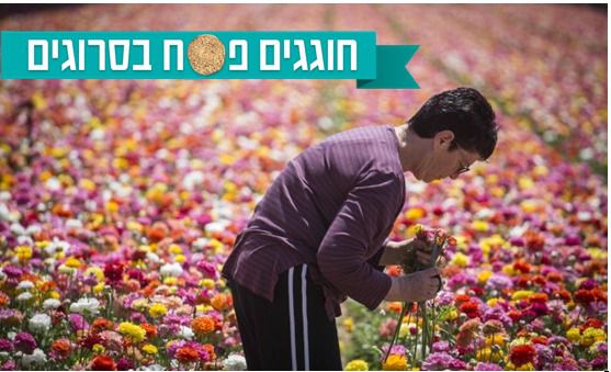 צאו לחגוג: המקומות ששווה לבקר בהם בחול המועד