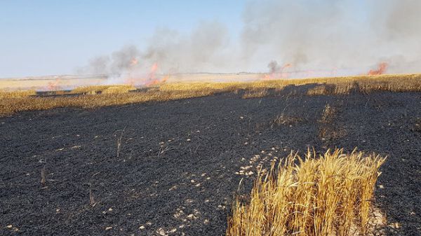 טרור העפיפונים: 100 דונם חיטה עלה באש