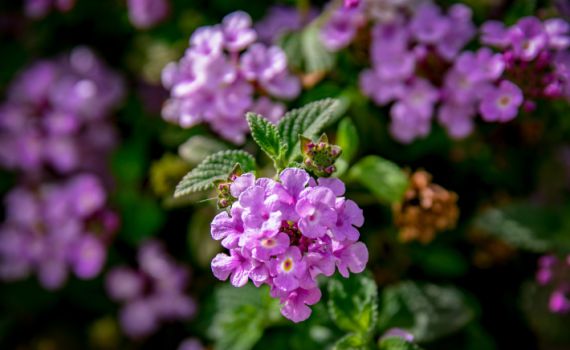התחזית: שביעי של פסח ושבת- חם מהרגיל