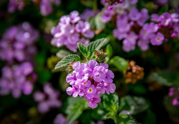 התחזית: שביעי של פסח ושבת- חם מהרגיל