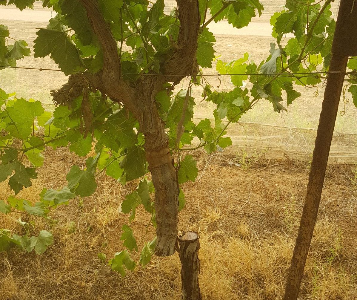 תג מחיר שלא שמעתם עליו: ערבים השחיתו 140 עצי גפן