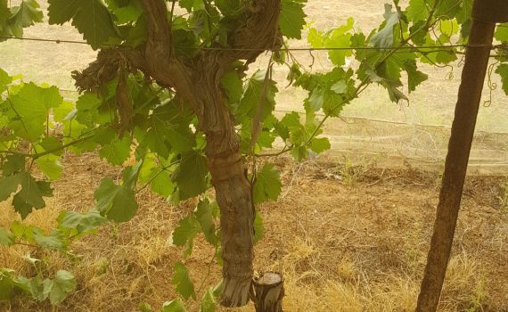 תג מחיר שלא שמעתם עליו: ערבים השחיתו 140 עצי גפן