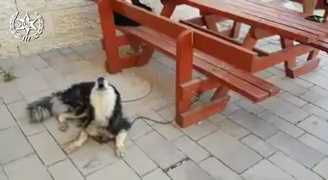 הכלב זוהה לפי הנביחות בשיר הפתיחה של 'שמש'